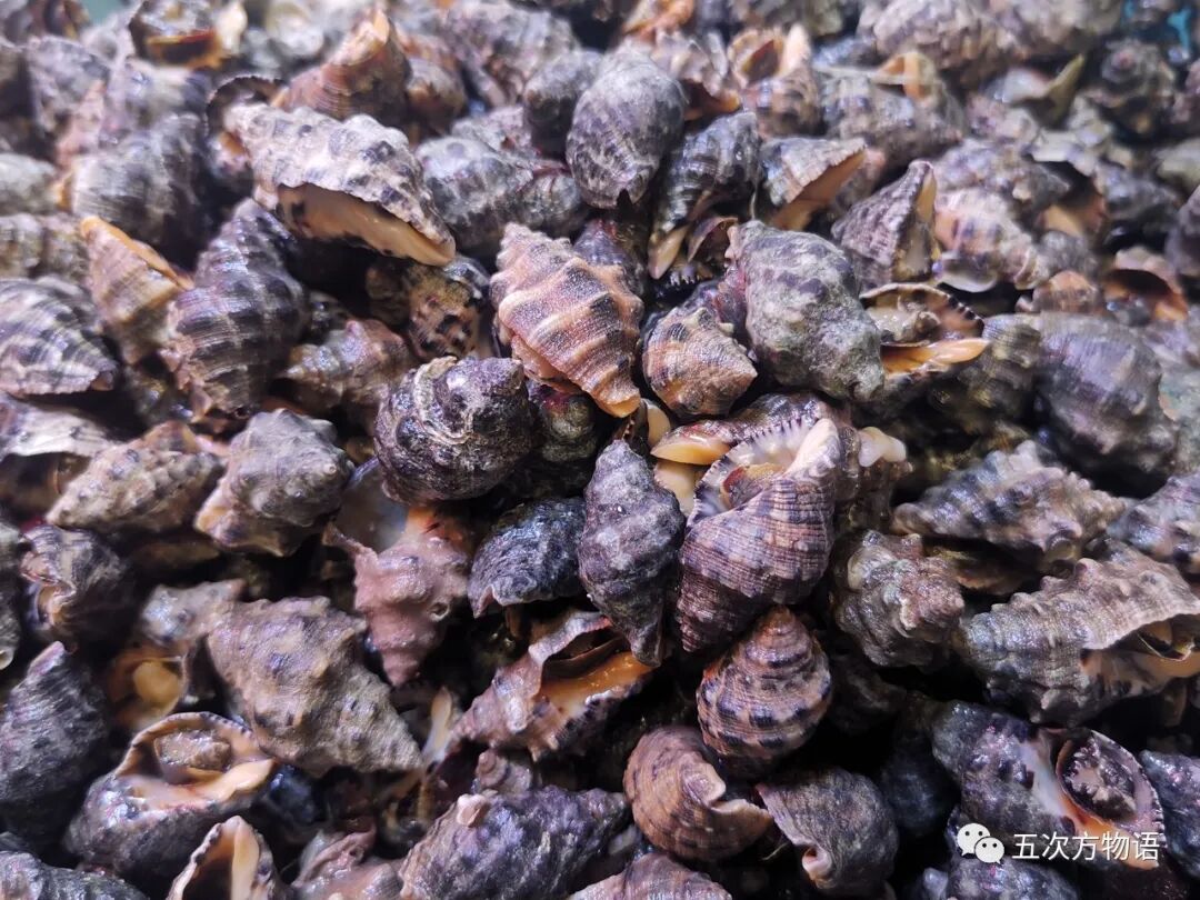 图十六  疣荔枝螺疣荔枝螺/thais clavigera,生活在潮间带岩石间,螺壳