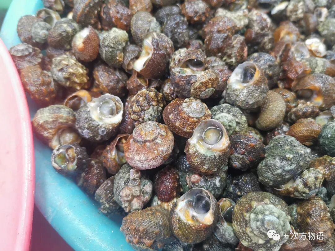 图十九 粒花冠小月螺很像朝鲜花冠小月螺/lunellacoronata coreensis