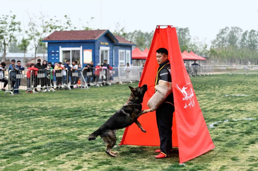 2019年第二届国际护卫犬IGP全国训练积分榜总冠军赛在台儿庄古城祥和庄园举行