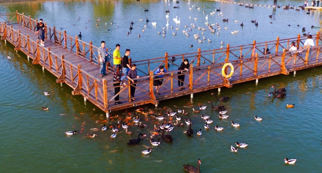 这个周末打卡双龙湖观鸟园丨赏美景,看天鹅,亲近小动物