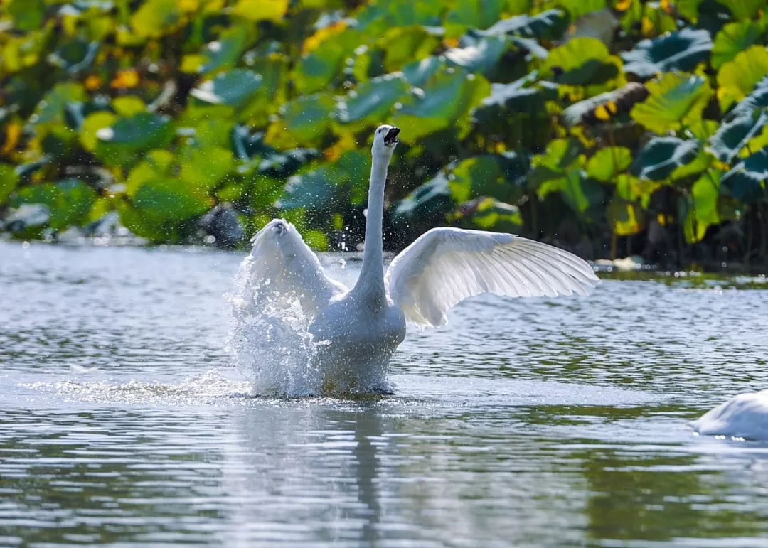 这个周末打卡双龙湖观鸟园丨赏美景、看天鹅，亲近小动物……