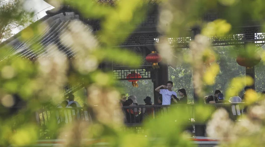 此时五月台儿庄古城,花开正盛,各色美景带给你小惊喜! 此时五月台儿庄古城,花开正盛,各色美景带给你小惊喜!