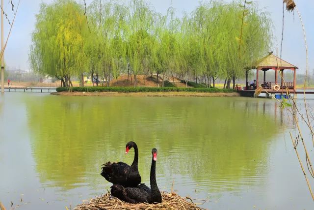 乘着春风，这个周末相约双龙湖湿地观鸟园，寻找春天的气息！