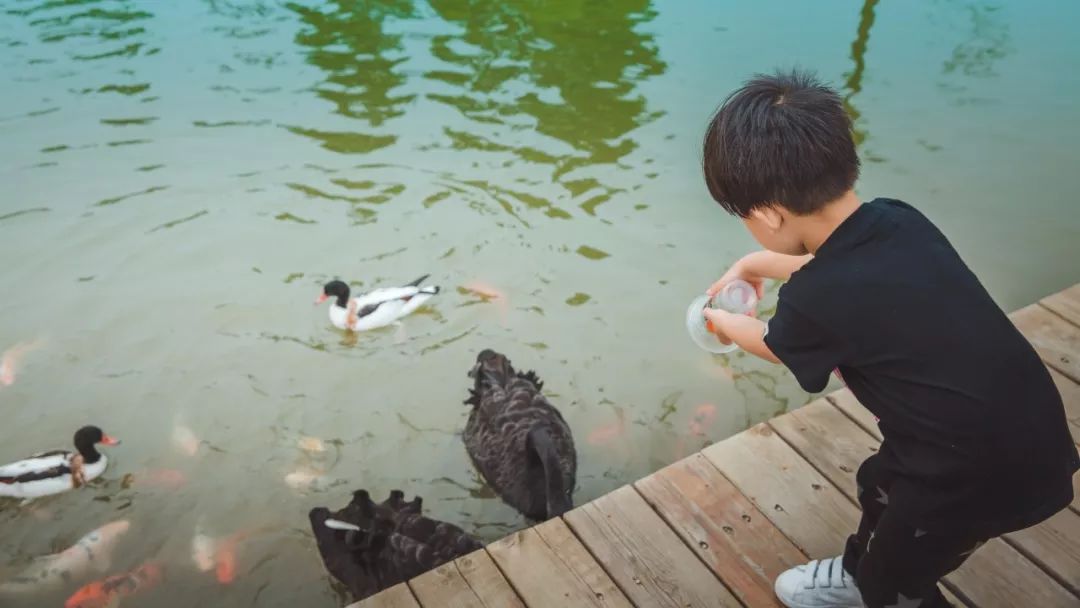 清明好时节·花香满中国 | 央视四套报道:台儿庄双龙湖湿地观鸟园春之盛景! 清明好时节·花香满中国 | 央视四套报道:台儿庄双龙湖湿地观鸟园春之盛景!