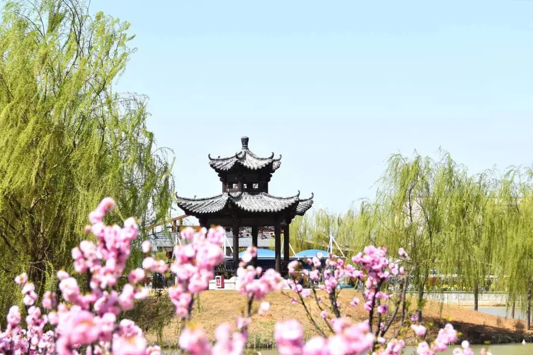 清明好时节·花香满中国 | 央视四套报道:台儿庄双龙湖湿地观鸟园春之盛景! 清明好时节·花香满中国 | 央视四套报道:台儿庄双龙湖湿地观鸟园春之盛景!
