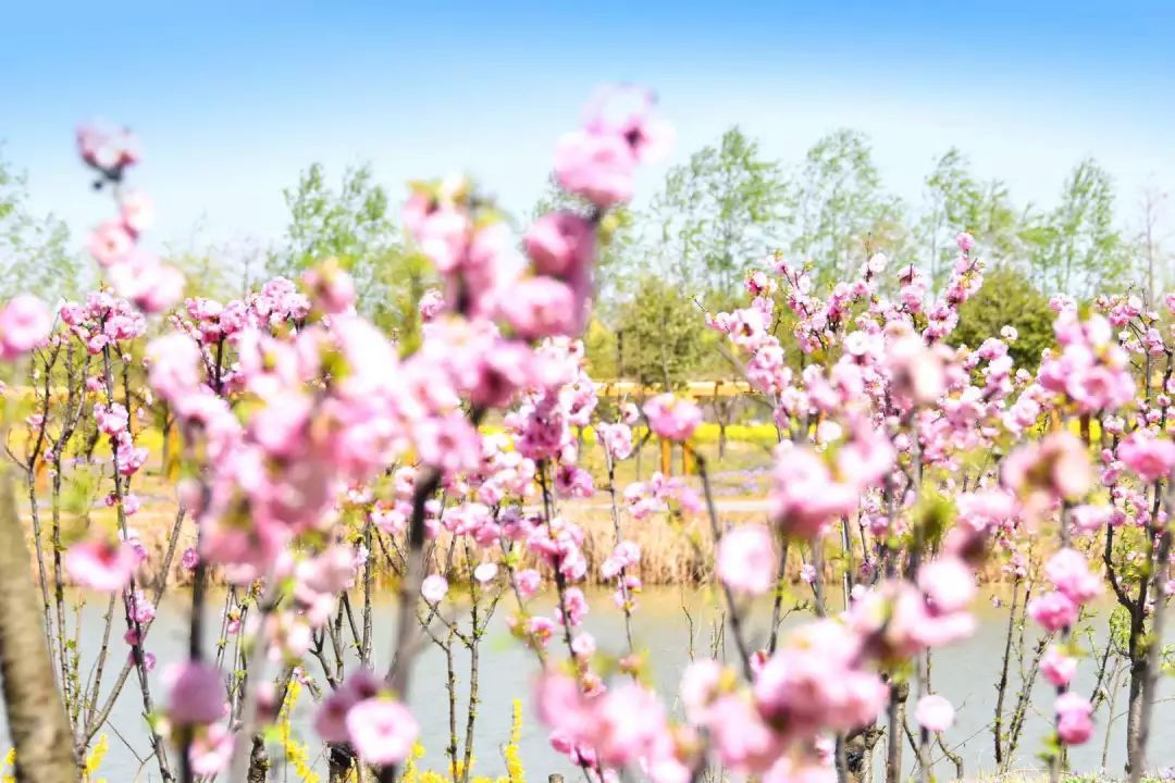 清明好时节·花香满中国 | 央视四套报道:台儿庄双龙湖湿地观鸟园春之盛景! 清明好时节·花香满中国 | 央视四套报道:台儿庄双龙湖湿地观鸟园春之盛景!