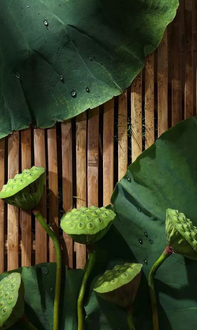 这个夏天,想“荷”你在台儿庄约一桌清凉荷花宴 这个夏天,想“荷”你在台儿庄约一桌清凉荷花宴