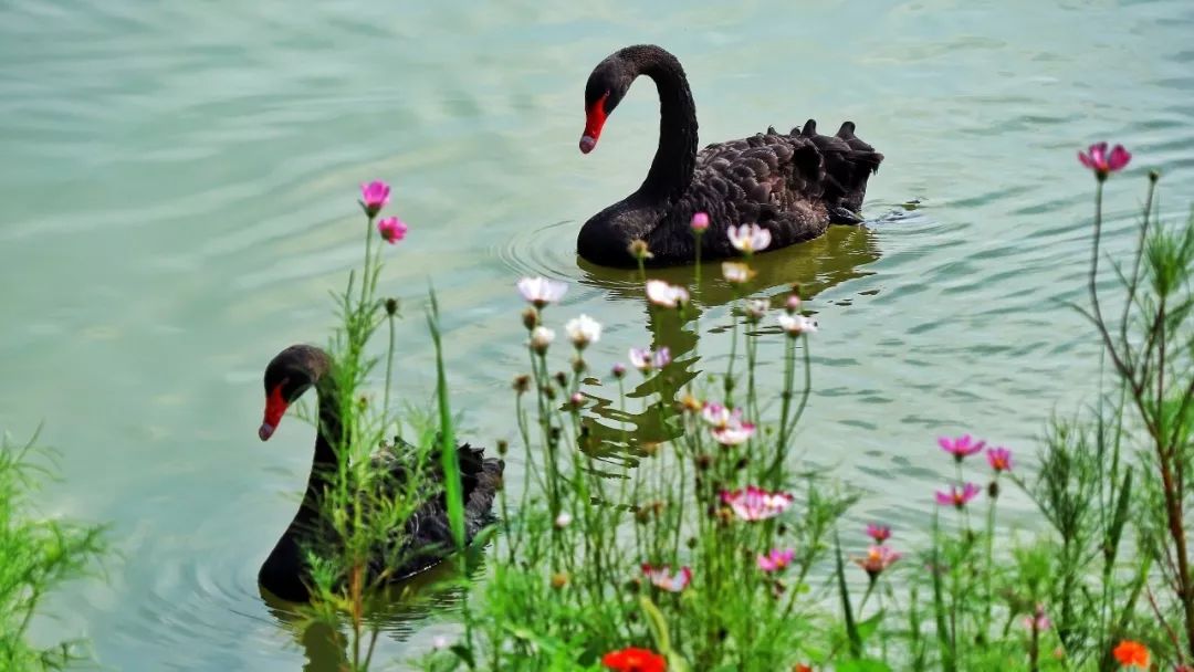 乘着春风，这个周末相约双龙湖湿地观鸟园，寻找春天的气息！