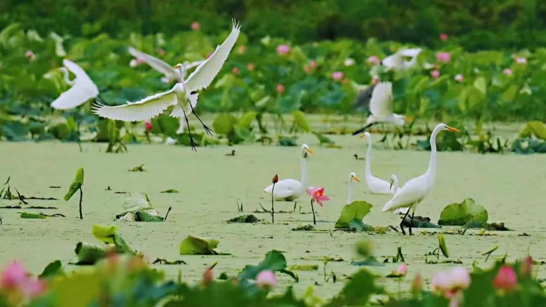白露时节去湿地赏白鹭 | 台儿庄绝美湿地莺鹭成群,美到惊艳! 白露时节去湿地赏白鹭 | 台儿庄绝美湿地莺鹭成群,美到惊艳!