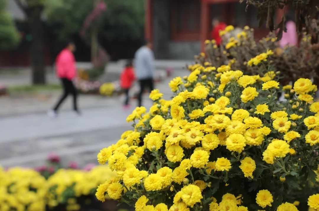 重阳 赏菊 游古城 | 带着父母去台儿庄开启一场赏秋之旅 重阳 赏菊 游古城 | 带着父母去台儿庄开启一场赏秋之旅