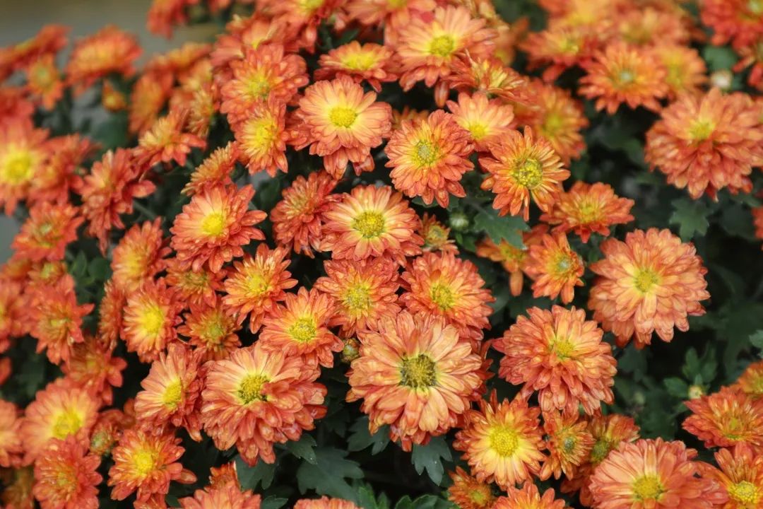 重阳 赏菊 游古城 | 带着父母去台儿庄开启一场赏秋之旅 重阳 赏菊 游古城 | 带着父母去台儿庄开启一场赏秋之旅