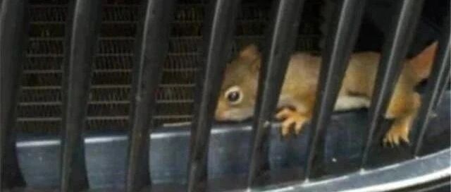 女车主途中突然熄火无法启动，打开引擎盖一看：这些礼物我收下了！