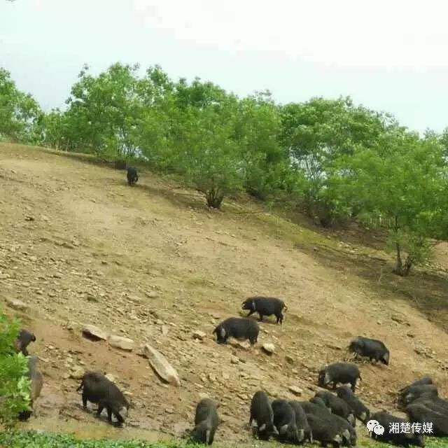 藏香豬又名