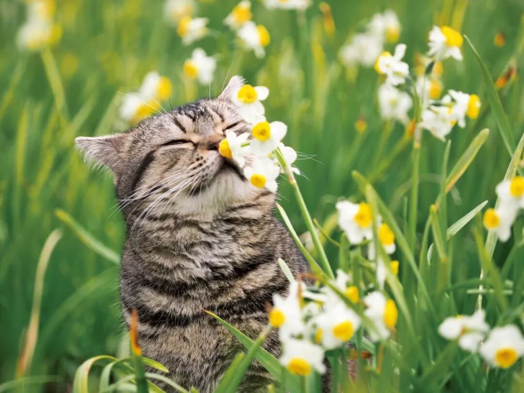 他为了拍猫走遍全球 拍出豆瓣9 4高分的治愈猫片 拯救你一年的不开心 丹尼尔先生 微信公众号文章阅读 Wemp