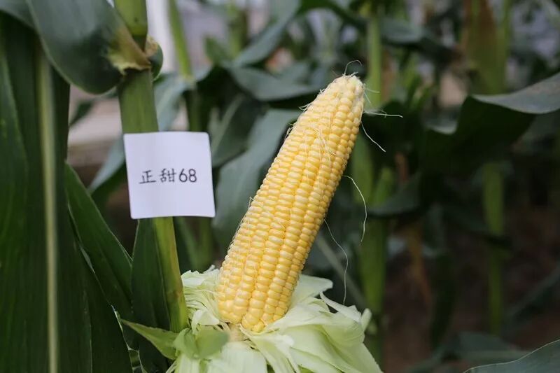 2019浙江鲜食玉米新品种大会评选出了10个优质甜玉米和9个糯玉米品种