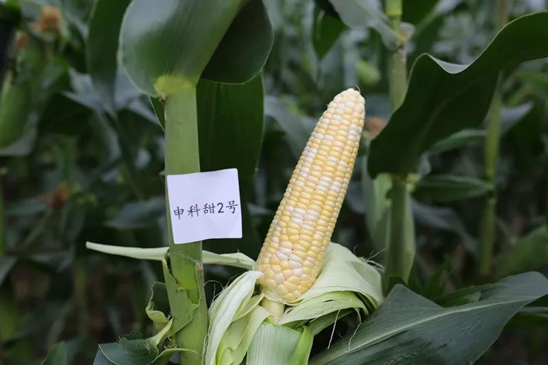 2019浙江鲜食玉米新品种大会评选出了10个优质甜玉米和9个糯玉米品种
