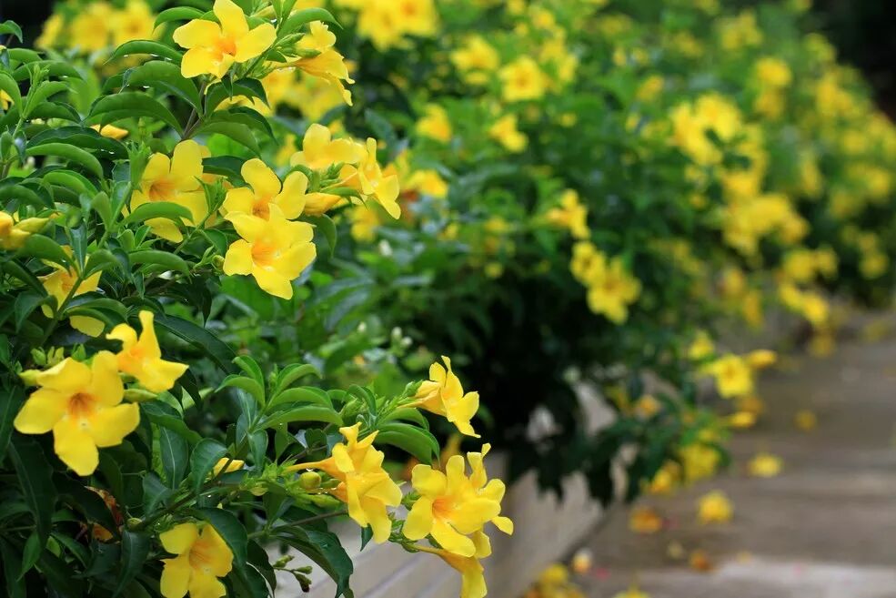 赏花 常见的开黄色花的园林植物看看还缺哪种