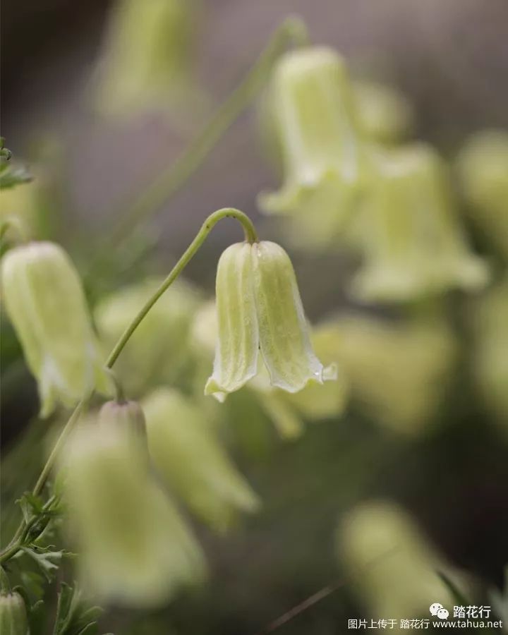 国庆在家看看花 踏花行 微信公众号文章阅读 Wemp