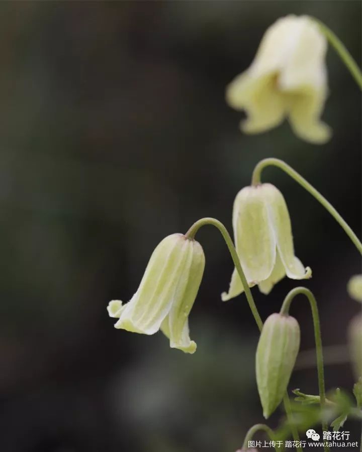 国庆在家看看花 踏花行 微信公众号文章阅读 Wemp