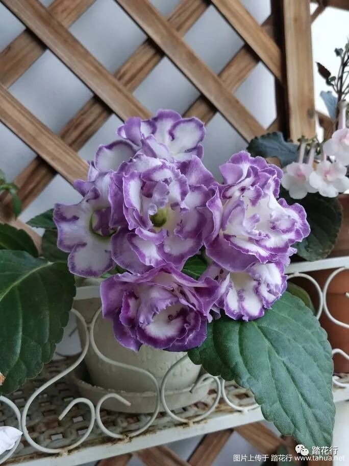 纯泥炭种苦 我看行 踏花行 微信公众号文章阅读 Wemp