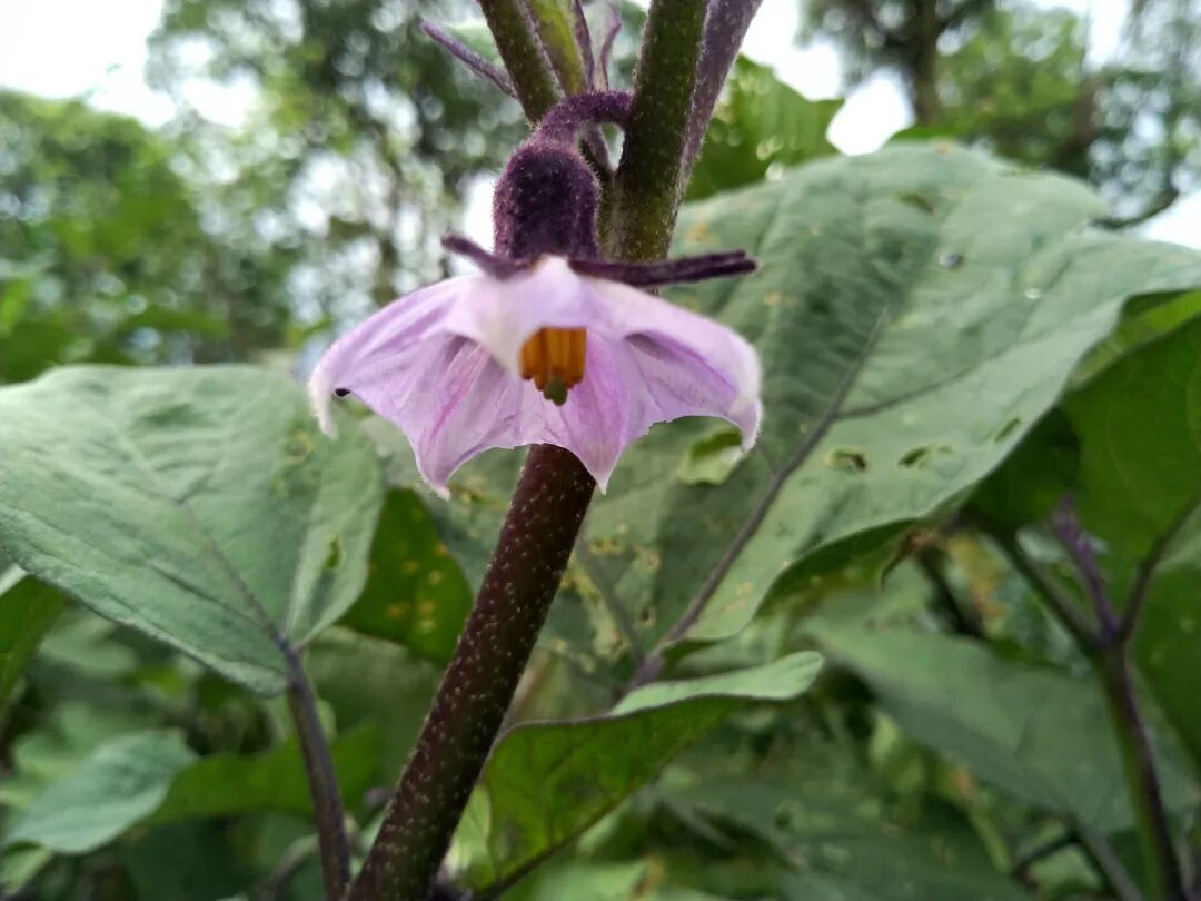 茄子 酪酥 昆仑瓜 六蔬 矮瓜 樱樱美女 微信公众号文章阅读 Wemp