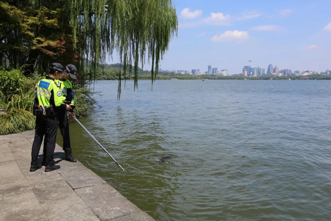 西湖有“鲨鱼”出没？景区：能找手机