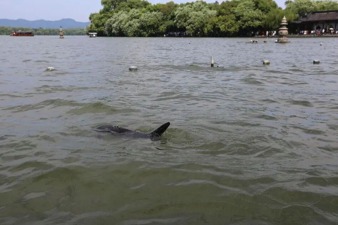 西湖有“鲨鱼”出没？景区：能找手机