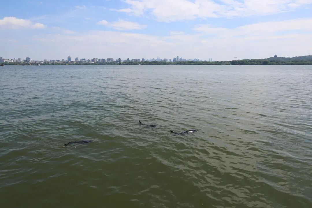 西湖有“鲨鱼”出没？景区：能找手机