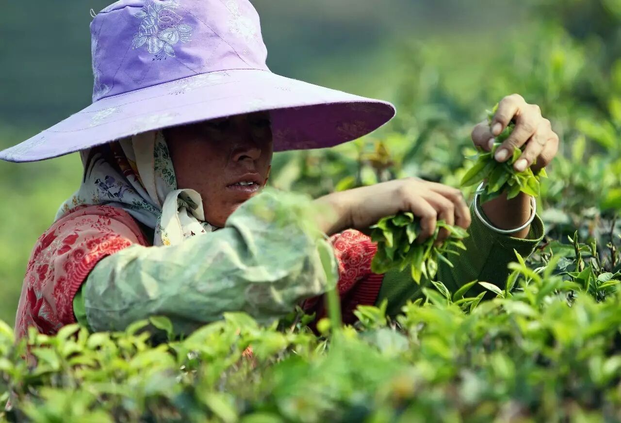 工人正在采摘茶叶