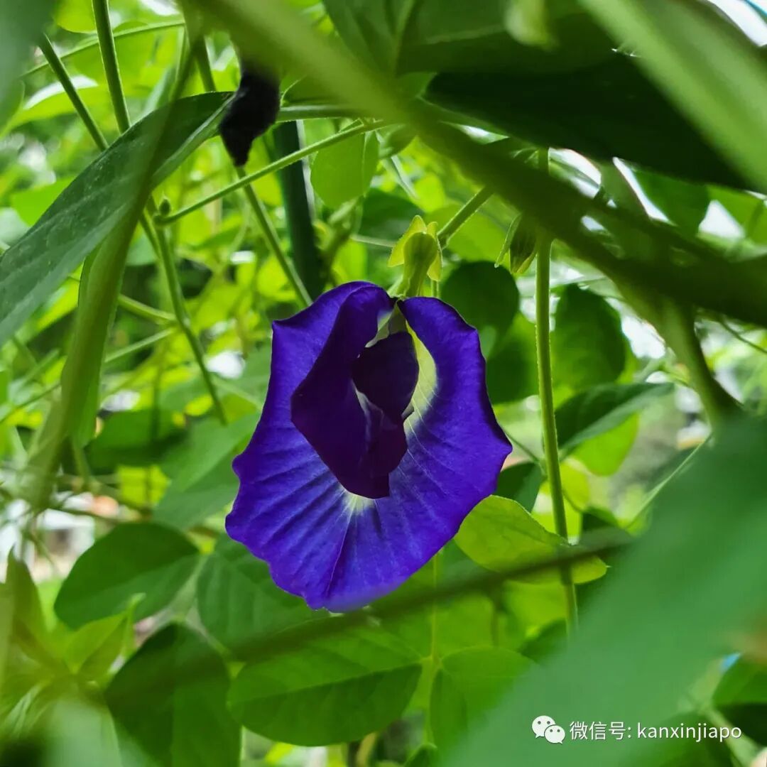 端午节即将来临 新加坡特色粽子美哭我了 新加坡眼 微信公众号文章阅读 Wemp