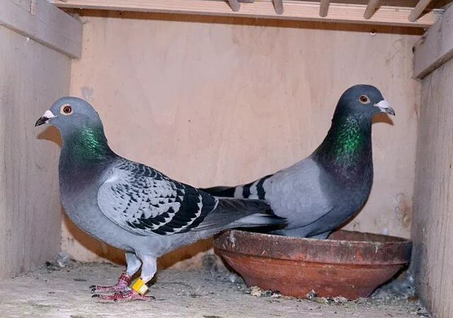 配對禁忌 靈異 第2張