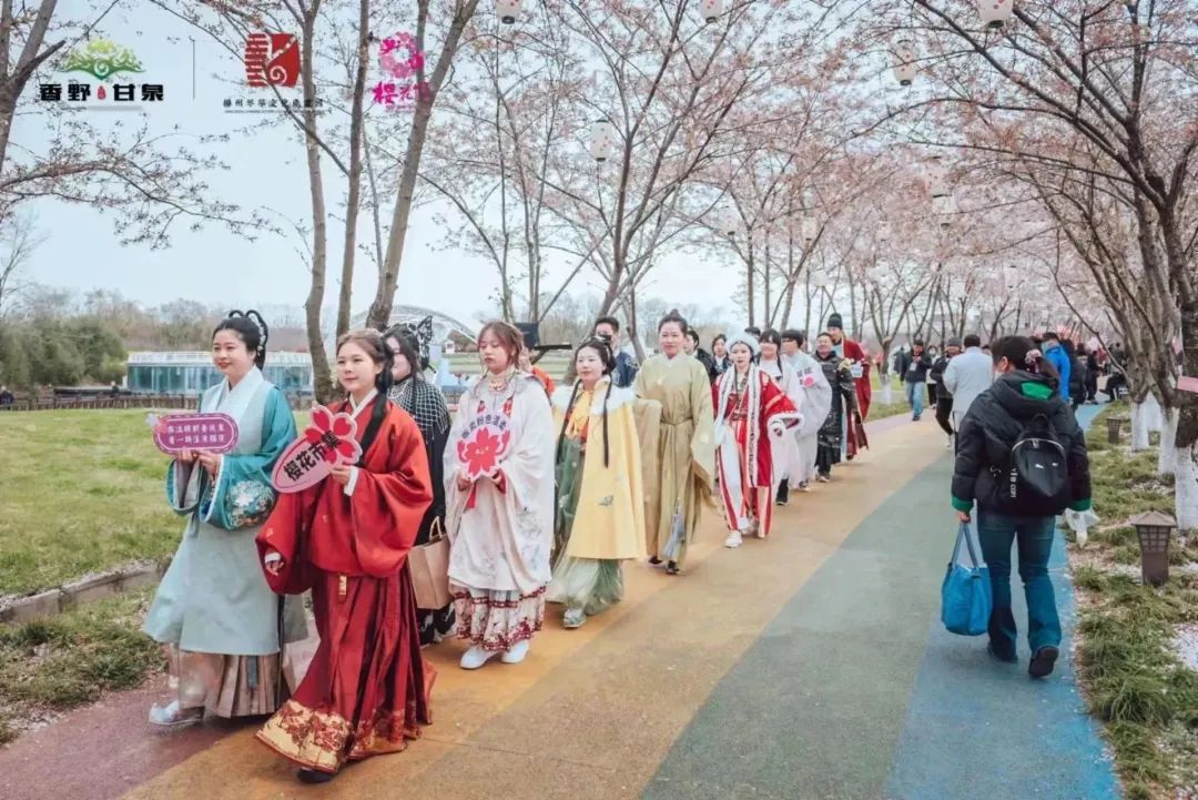 甘泉樱花节图片