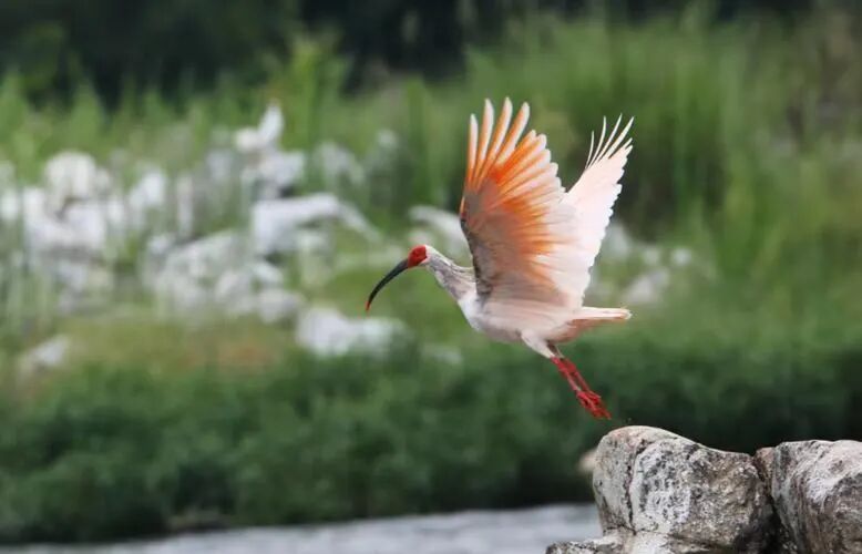 世界100种珍稀动物_世界珍稀动物仅剩一只_世界的珍稀动物