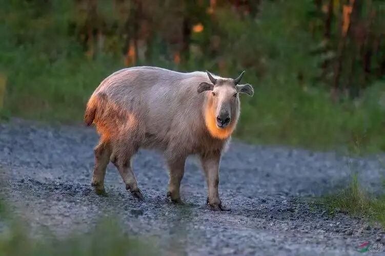 世界珍稀动物仅剩一只_世界的珍稀动物_世界100种珍稀动物