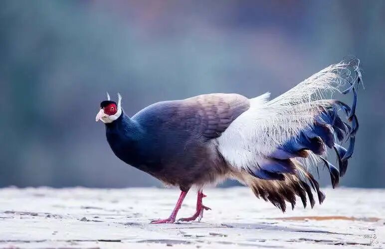 世界100种珍稀动物_世界的珍稀动物_世界珍稀动物仅剩一只