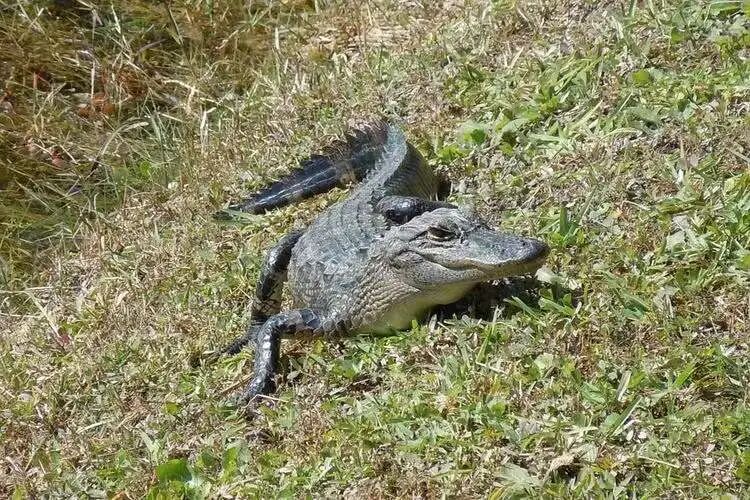 世界100种珍稀动物_世界珍稀动物仅剩一只_世界的珍稀动物