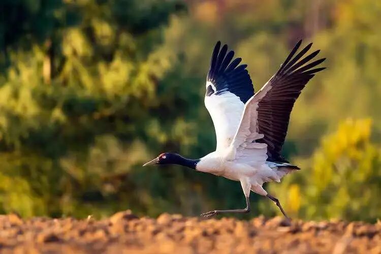 世界珍稀动物仅剩一只_世界的珍稀动物_世界100种珍稀动物