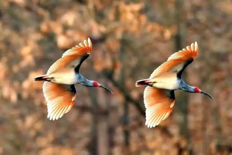 世界100种珍稀动物_世界的珍稀动物_世界珍稀动物仅剩一只