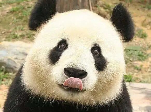 世界的珍稀动物_世界100种珍稀动物_世界珍稀动物仅剩一只