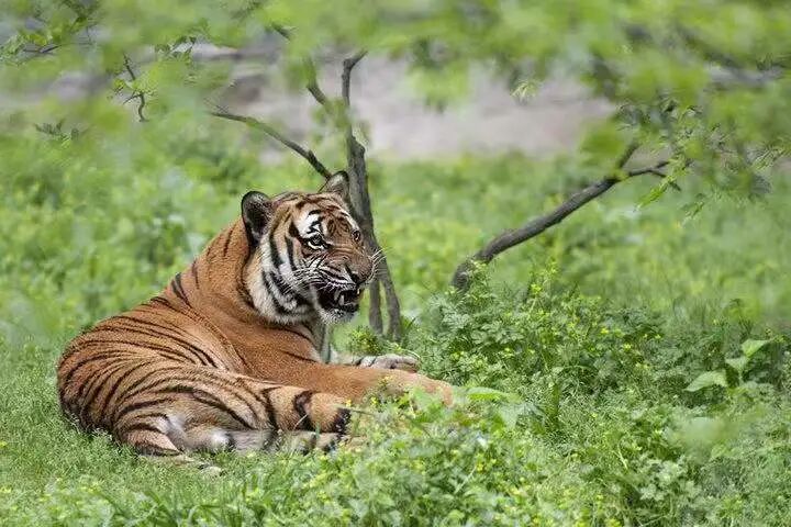 世界珍稀动物仅剩一只_世界100种珍稀动物_世界的珍稀动物