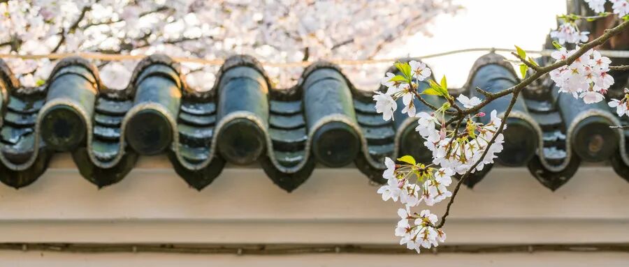 不负春光，樱你而来丨善国贾苑与你相约浪漫樱花季(图3)