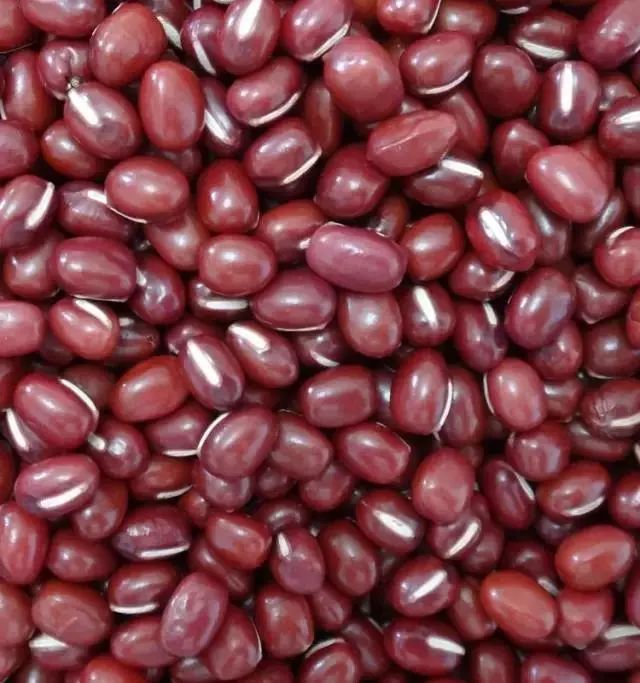 红豆种子的结构示意图图片