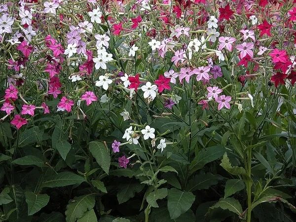 当时根据烟草的西班牙语名,人们将其音译为淡巴菰,淡肉果,担不归等,也