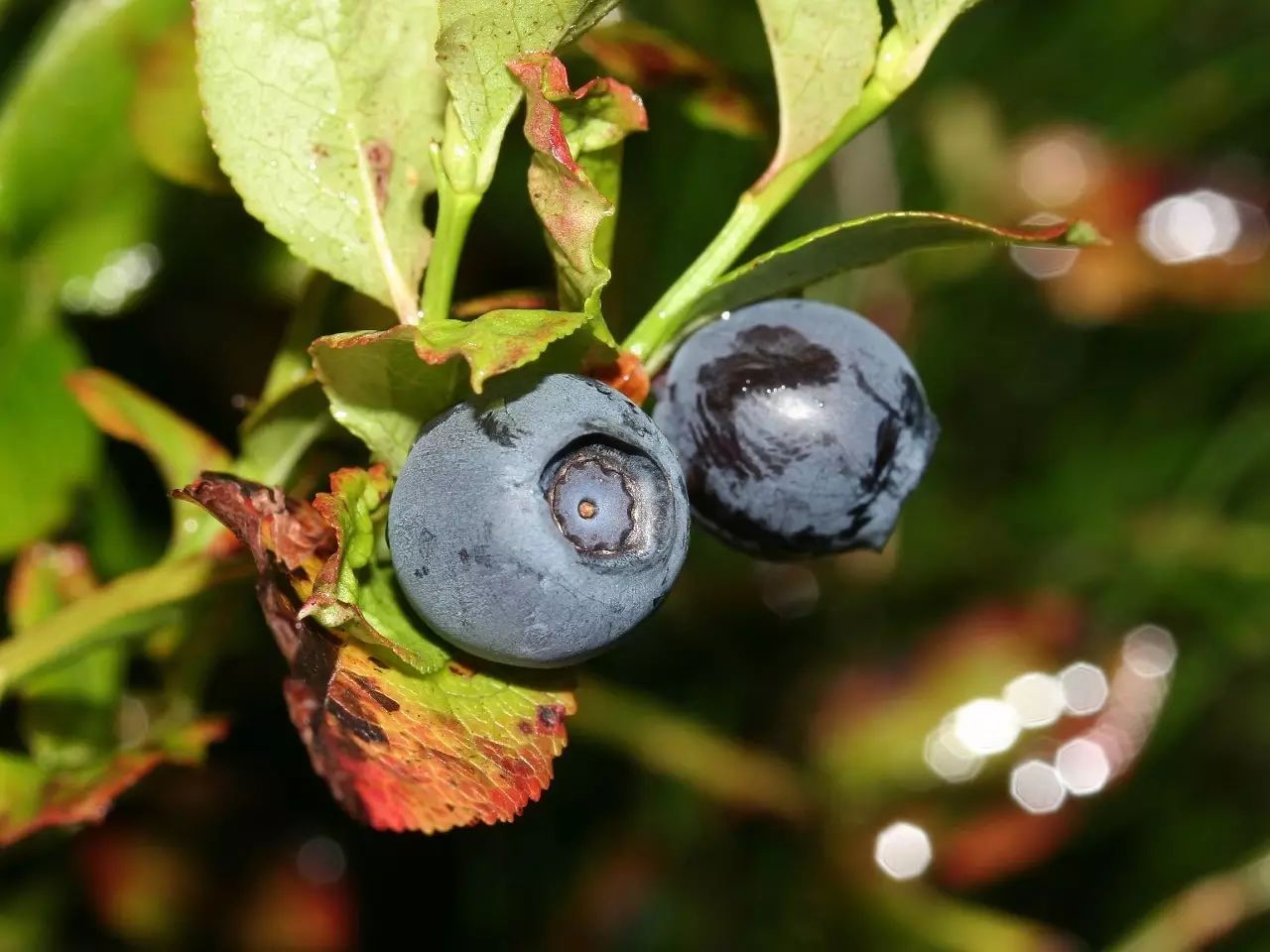 神秘的小野果啊请接受来自宜家肉丸的召唤