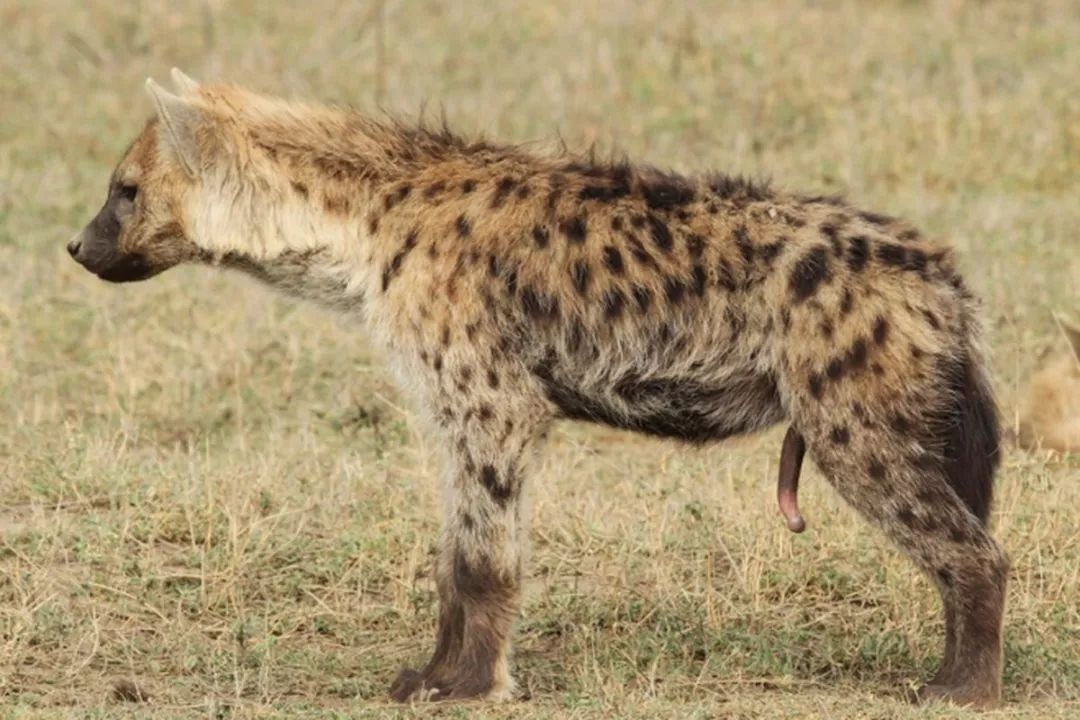 母鬣狗的生殖系统图片