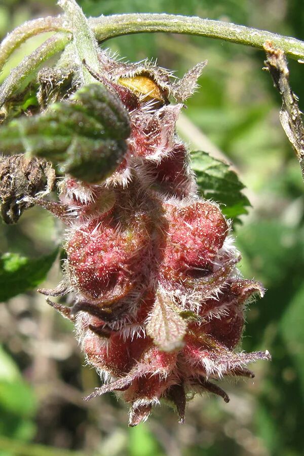 你也许不认识它但一定被它剌过一腿血