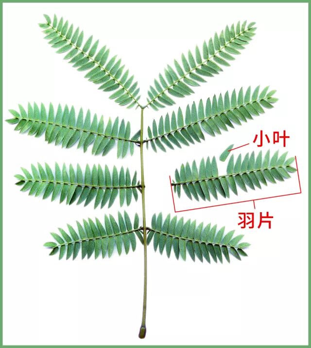 天色昏暗时,合欢的二回羽状复叶就会闭合,它的羽片会朝主叶轴方向合拢