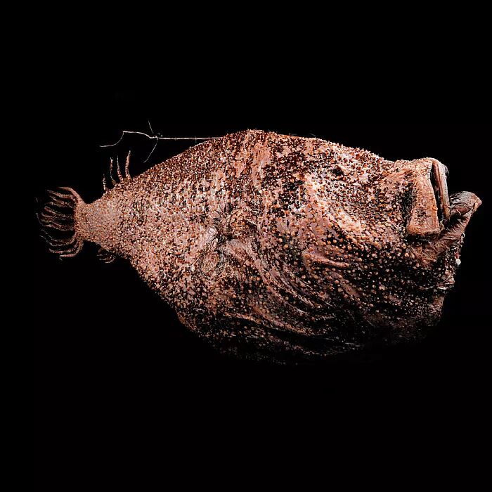 长按二维码关注我们,来留言吧日历娘今日头像鮟鱇科 密刺鮟鱇本文来自