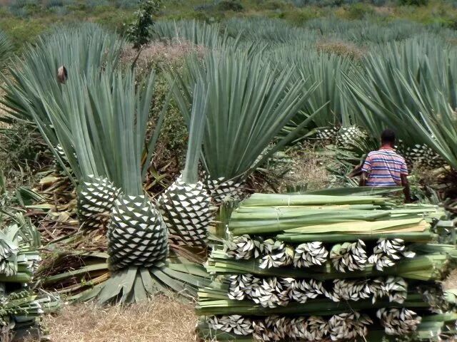 菠萝麻开花节节高有多高也就6米吧