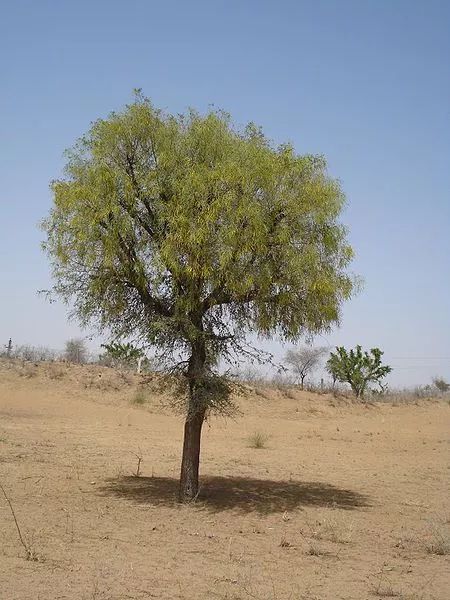 图片:lrburdak / wikimedia commons牧豆树的亲戚也不遑多让,同属的腺